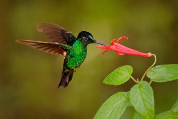 Tropic wildlife. Buff-winged starfrontlet, Coeligena lutetiae, hummingbird in the family Trochilidae, found in Colombia, Ecuador, and Peru. Hummingbird flight next to red forest flower bloom. © ondrejprosicky