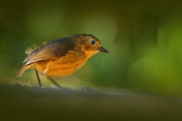 Tawny antpitta, Grallaria quitensis, grey brwn bird in the nature habitat, Yanacocha in Ecudor. Birdwatching in South America.