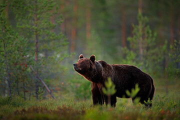 Big brown bear walking around lake in the morning sun. Wildlife scene from wild nature. Dark night image with bear. Dangerous animal in forest, Finland.