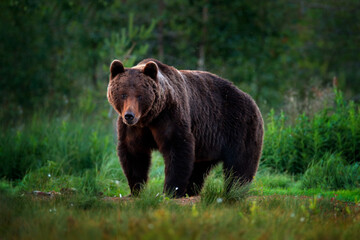 Big brown bear walking around lake in the morning sun. Wildlife scene from wild nature. Dark night image with bear. Dangerous animal in forest, Finland.