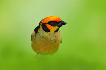 Ecuador wildlife. Flame-faced tanager, Tangara parzudakii, sitting on beautiful mossy branch. Bird from Mindo, Ecuador. Birdwatching in South America. Animal in the green forest. Tropic bird in wood.