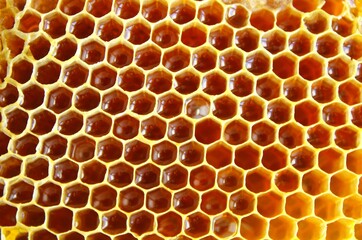 close up of honeycomb full of natural honey, top view