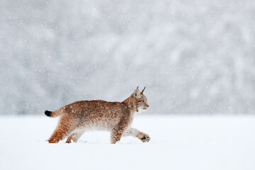 Lynx, winter wildlife. Cute big cat in habitat, cold condition. Snowy forest with beautiful animal...