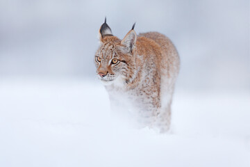 Lynx, winter wildlife. Cute big cat in habitat, cold condition. Snowy forest with beautiful animal wild lynx, Poland. Eurasian Lynx nature running, wild cat in the forest with snow.