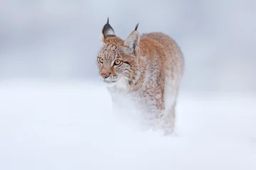 Photo sur Plexiglas Lynx Lynx, winter wildlife. Cute big cat in habitat, cold condition. Snowy forest with beautiful animal wild lynx, Poland. Eurasian Lynx nature running, wild cat in the forest with snow.