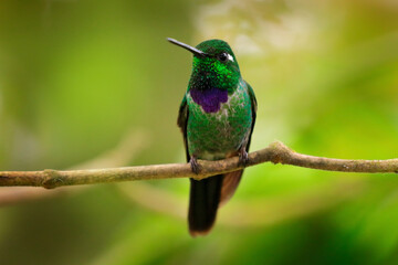 Purple-bibbed whitetip, Urosticte benjamini, green hummingbird in the green forest, native to Colombia and Ecuador. Whitetip sitting on the branch. Birdwatching in Ecuador.