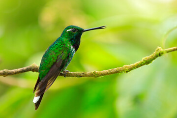 Purple-bibbed whitetip, Urosticte benjamini, green hummingbird in the green forest, native to Colombia and Ecuador. Whitetip sitting on the branch. Birdwatching in Ecuador.