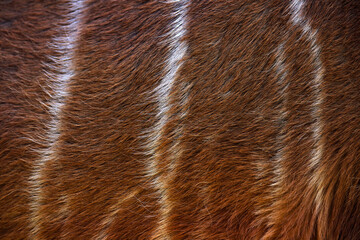 Tragelaphus angasii, Lowland nyala, close-up detail of fur coat, Art view on African nature....