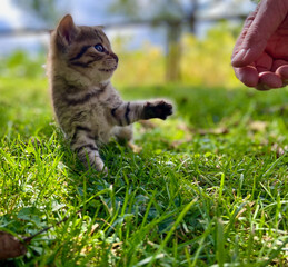 Little baby cat with blue eyes. Curious kitty in the garden. © noxnorthy