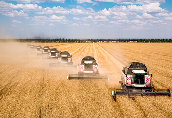 Harvesters harvest wheat in the field