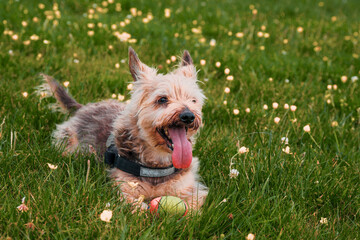 Portrait of a small Yorkshire terrier on a green lawn in a park
