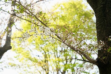 光が丘 桜 Hikarigaoka cherry blossom