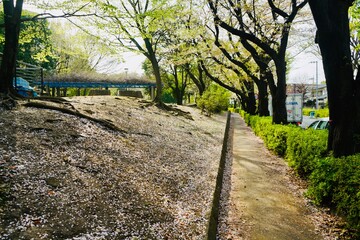 光が丘 桜 Hikarigaoka cherry blossom