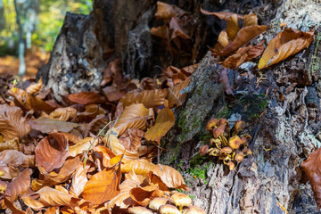 Yellow autumn leaves. Trees in the autumn forest.