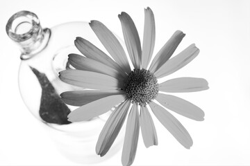 Garden camomile. Flask with two necks. Glass flask. Chemical flask. Chemical vessels. Glassware.