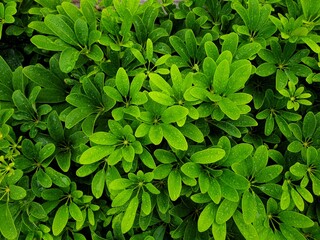 Greenery background of nature plant and leaf