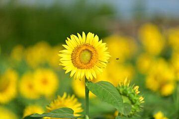 toward an axis, as in a sunflower