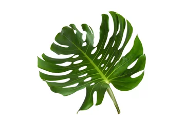 Foto auf gebürstetem Alu-Dibond Monstera Grüne Pflanze Monstera auf weißem Hintergrund.