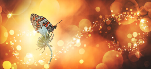 Beautiful Butterfly with golden sparkling and glitter