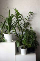 Houseplants in pots against a white wall. Zamioculcas, sheflera, pandanus.