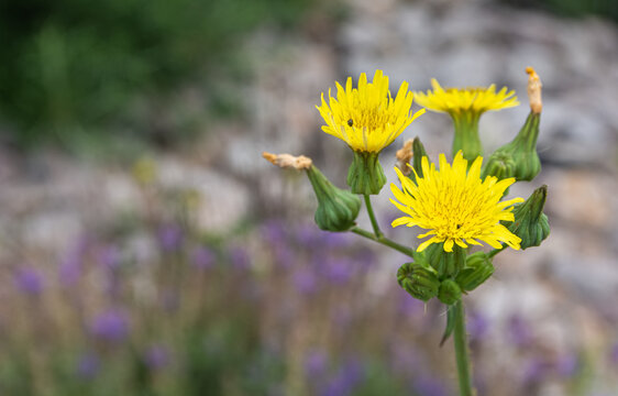 Selective focus shot of yellow smooth sow thistle flowers in the meadow
