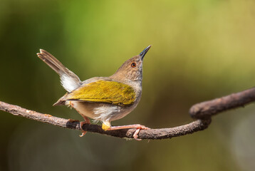Green-backed Camaroptera - Camaroptera brachyura, beautiful perching bird from African bushes and...
