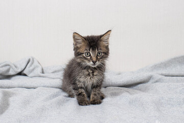 Fototapeta na wymiar Cute little striped kitten aged 1 month cat sits on a blanket on a light minimalist background looking at camera. Goods for animals.