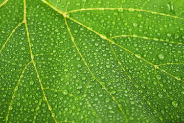 Water drops on green leaves macro background