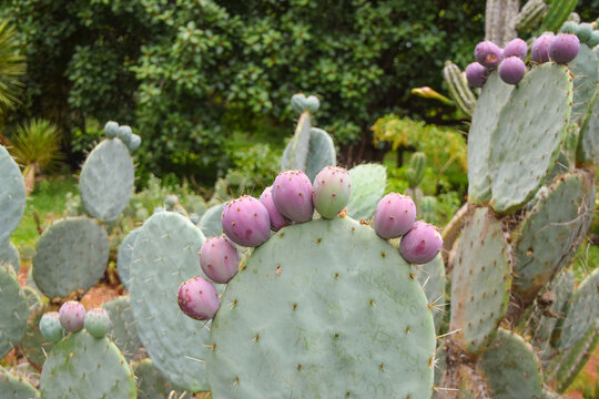 Prickly pear cactus in a botanical garden