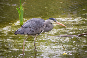 A grey heron catching fish in a park pond in Germany.