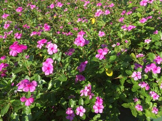 Pink flowers in the garden.