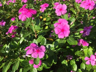 Pink flowers in the garden.