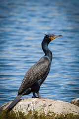 great blue heron