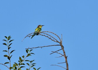 Bienenfresser (Merops apiaster)