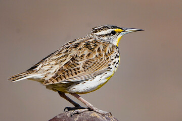 sparrow