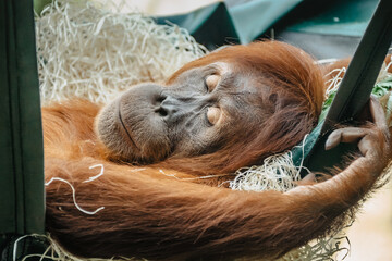 Cute orangutan with red fur having a rest in ZOO. Exotic wild animal sleeping in swing. Adult male...