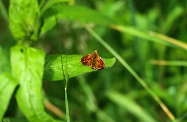 papillon