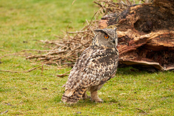 A detailed head of a six week old owl chick eagle owl. Orange eyes stare into the camera