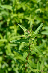 Purple loosestrife
