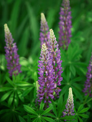 Violet and purple lupine flowers