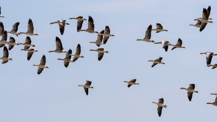 bird, fliegender, himmel, bird, fliegen, fliege, natur, möve, tier, wild lebende tiere