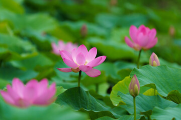 雨の日の蓮の花