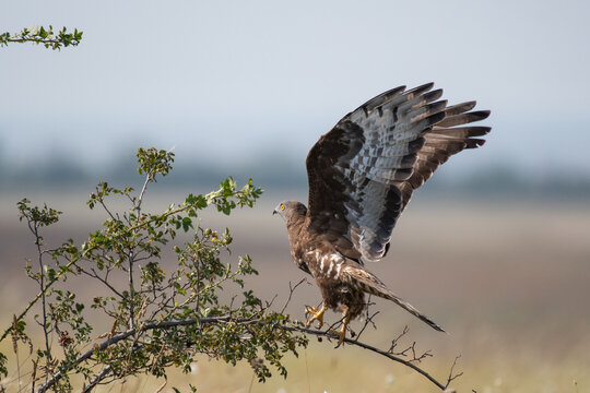 Portrait of European Honey Buzzard Pernis apivorus. Flies away from the bush