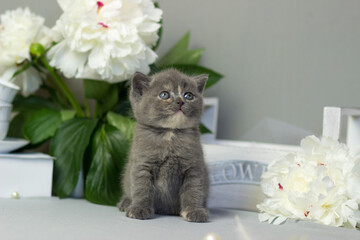 British furry blue kitten. Very cute British kitten. British Blue Kitten