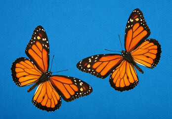 bright orange monarch butterfly on blue. colorful butterflies on blue cardboard.