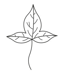 Leaf linear icon. Vector leaves logo. Black and white autumn leaf. Autumn leaves for your projects, illustrations, websites. 