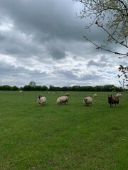 Obraz premium Schafe