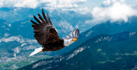Adler fliegt in großer Höhe mit ausgebreiteten Flügeln an einem sonnigen Tag in den Bergen.