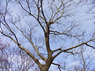 エノキの枯れ木と冬空