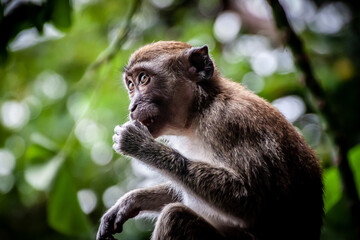 Monkey in Malaysia - obrazy, fototapety, plakaty